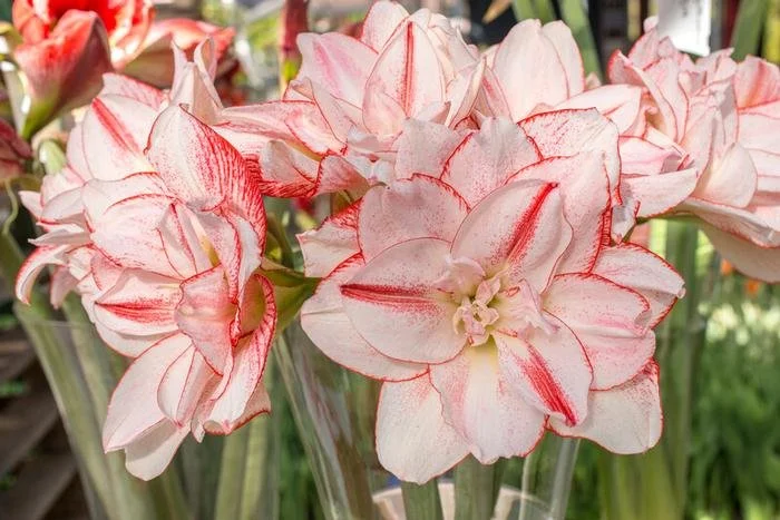 美品 ADEAM Amaryllis アマリリス フリル カットソー ホワイト Amaryllis 'Striped Amadeus' - Omnia Botanica
